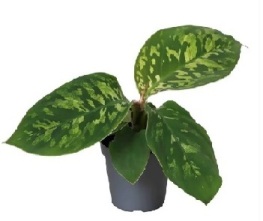 Homalomena